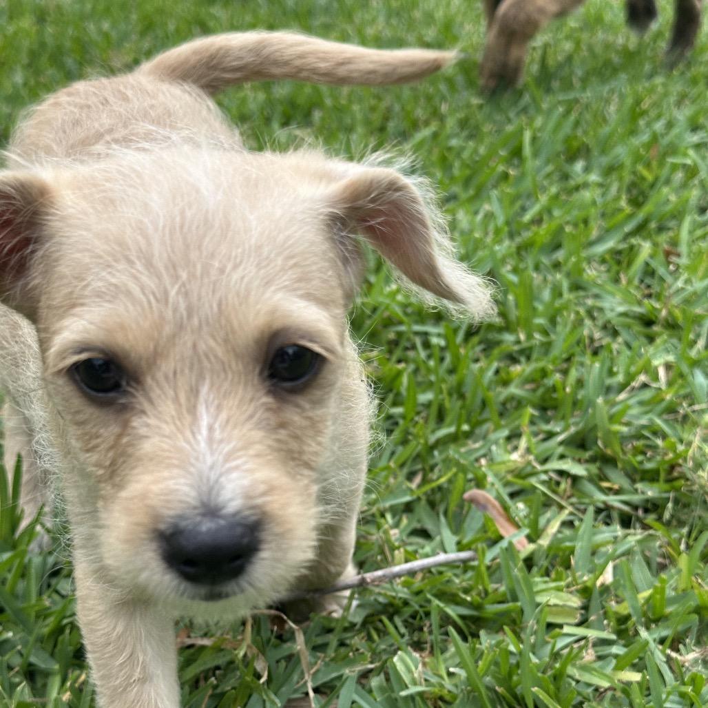 Raptor, Adoptable, Puppy Male Terrier.