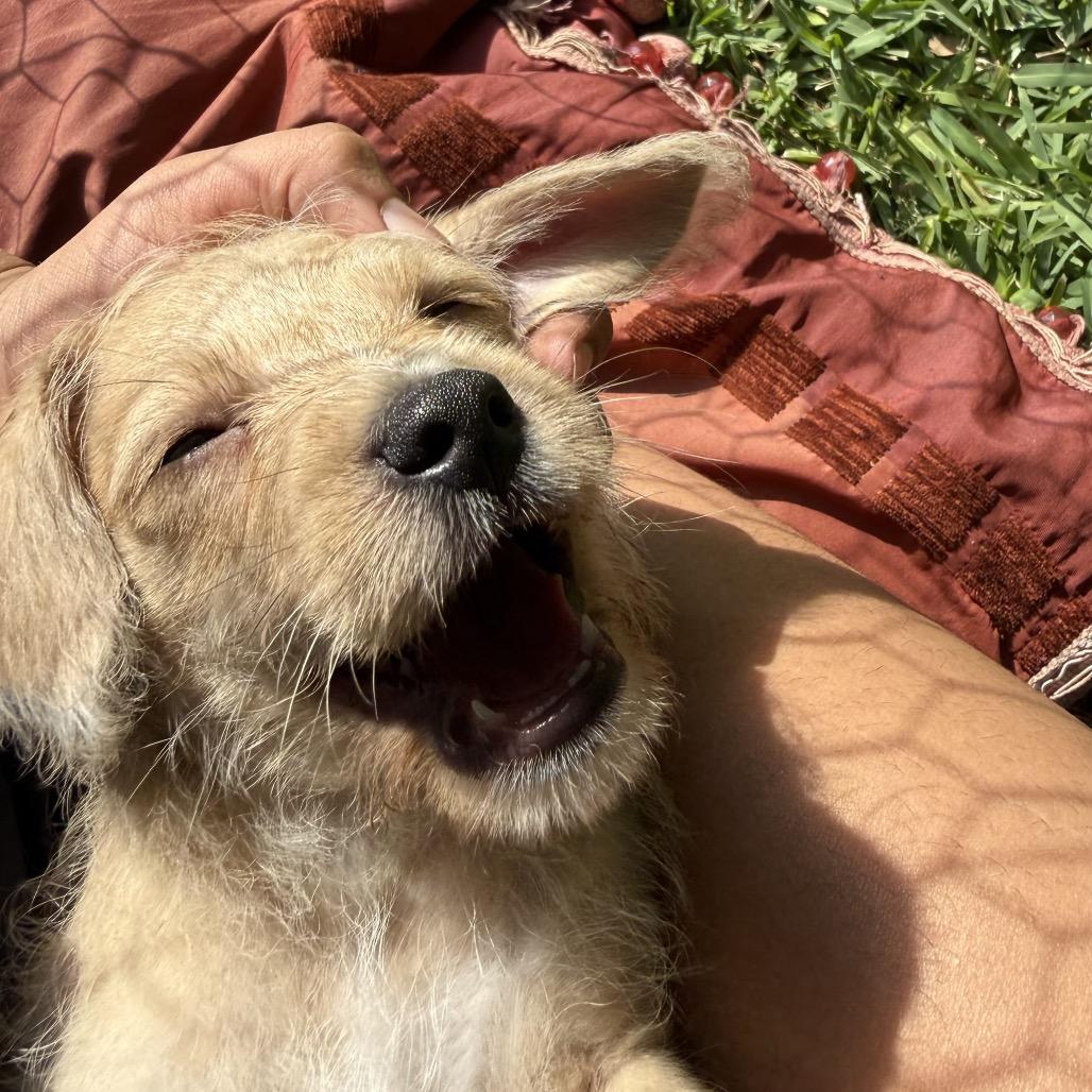 Enlarge Raptor, a Adoptable mixed breed in Houston, TX image 2/6