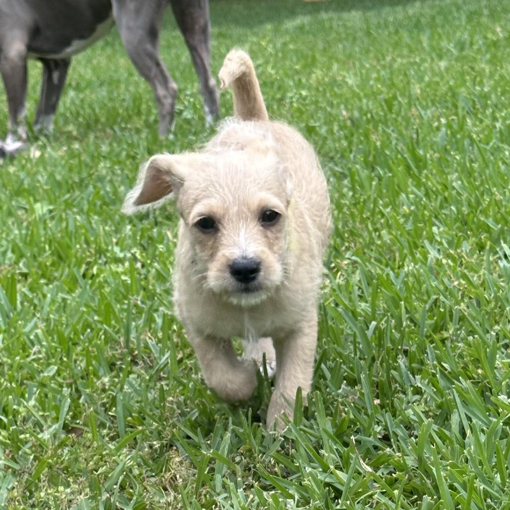 Enlarge Raptor, a Adoptable mixed breed in Houston, TX image 3/6