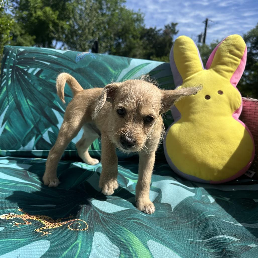 Enlarge Raptor, a Adoptable mixed breed in Houston, TX image 4/6