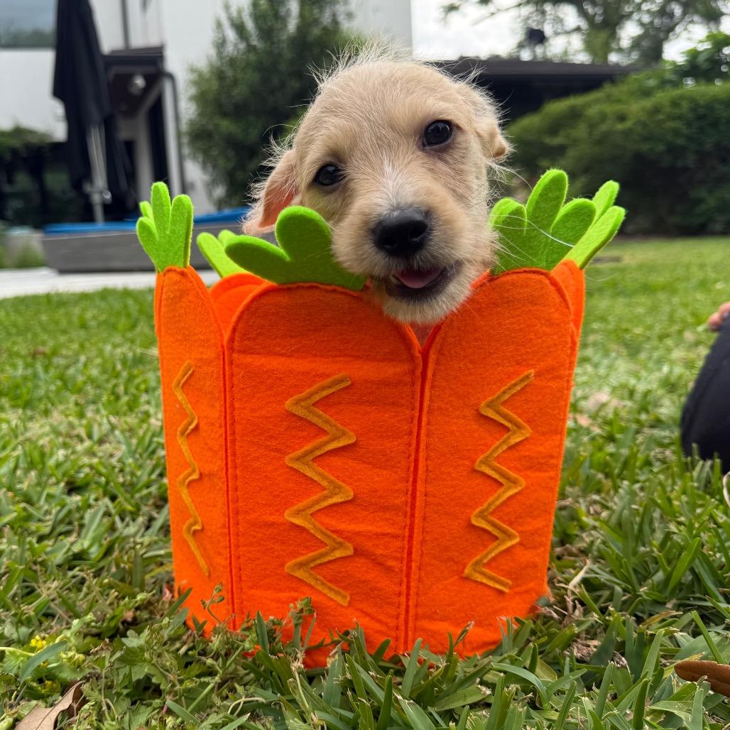 Enlarge Raptor, a Adoptable mixed breed in Houston, TX image 5/6