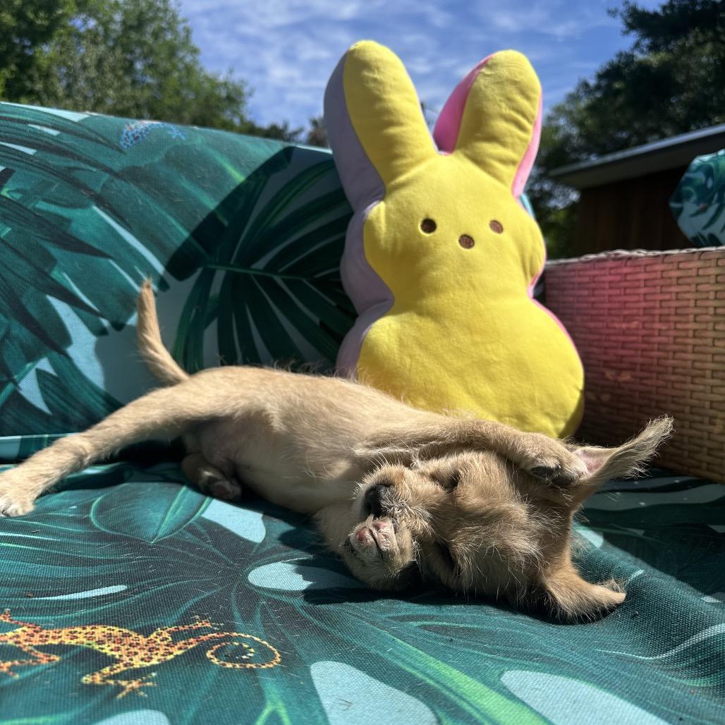 Enlarge Raptor, a Adoptable mixed breed in Houston, TX image 6/6