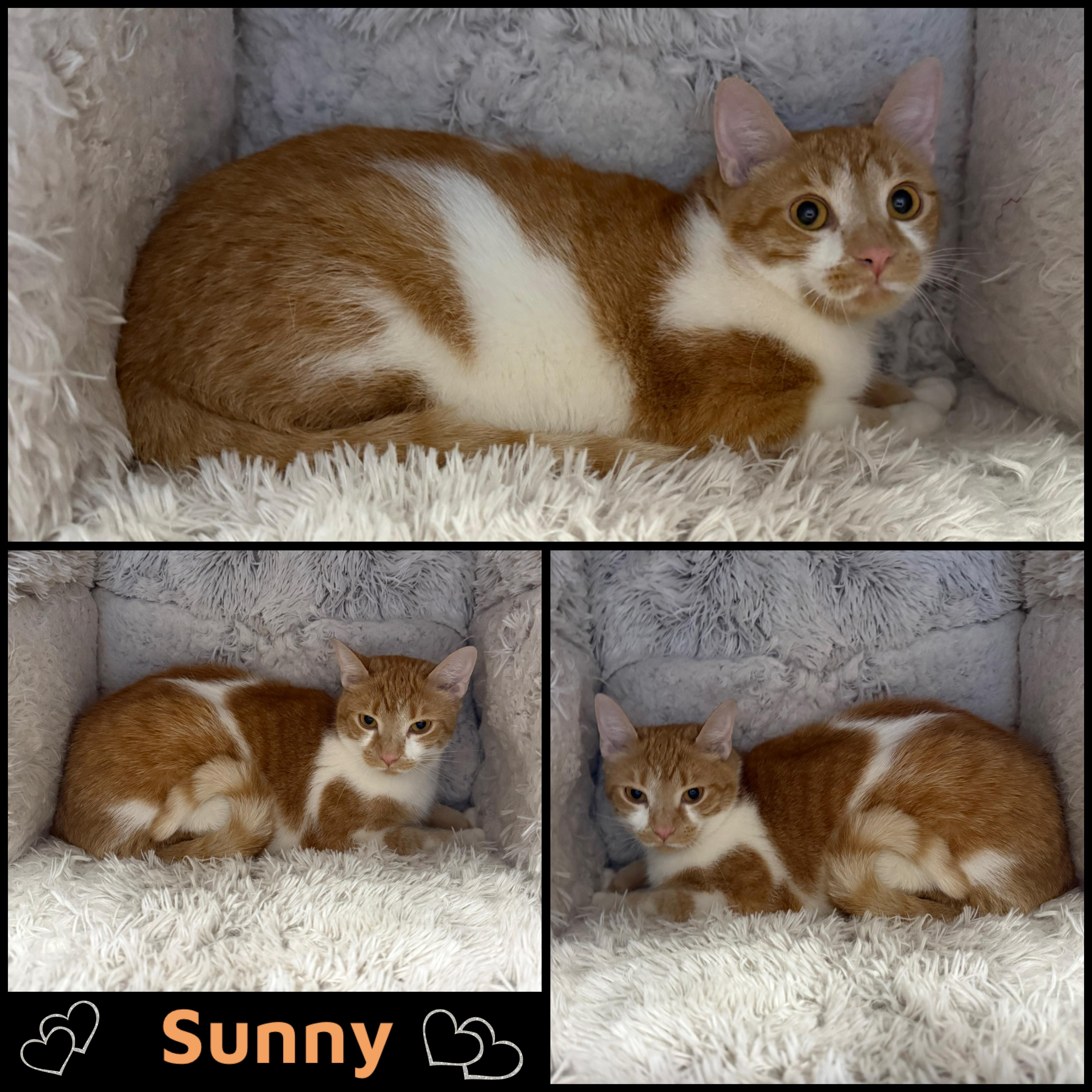 Sunny, an adoption pending Domestic Short Hair in Louisville, KY image 1/2
