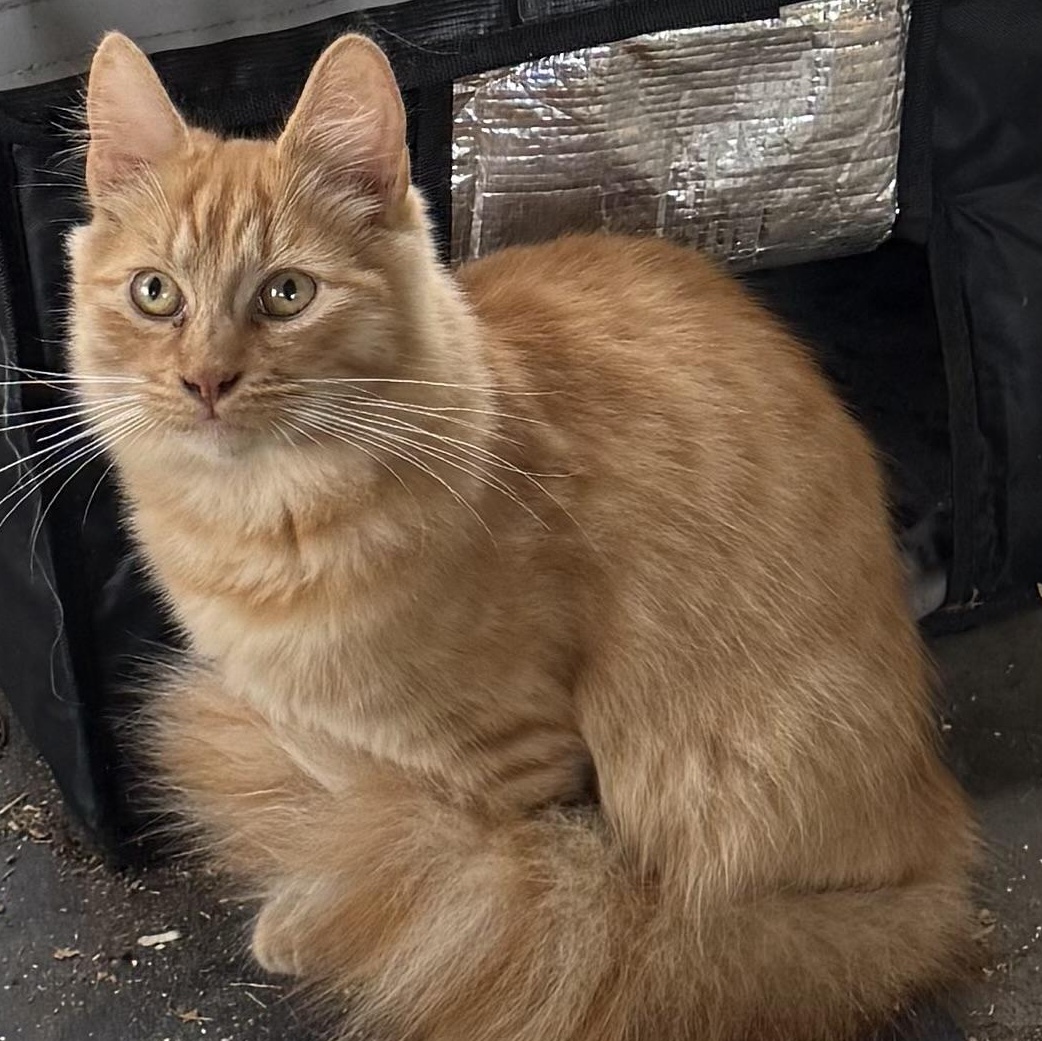 Rooster, ADOPTABLE, Young Male Domestic Medium Hair.