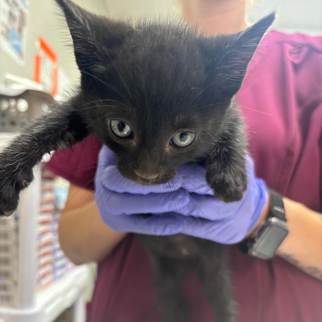 Mind, Adoptable, Kitten Male Domestic Short Hair.