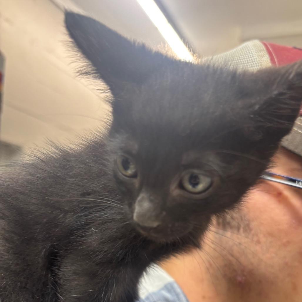 Mind, a Adoptable Domestic Short Hair in Clanton, AL image 2/2