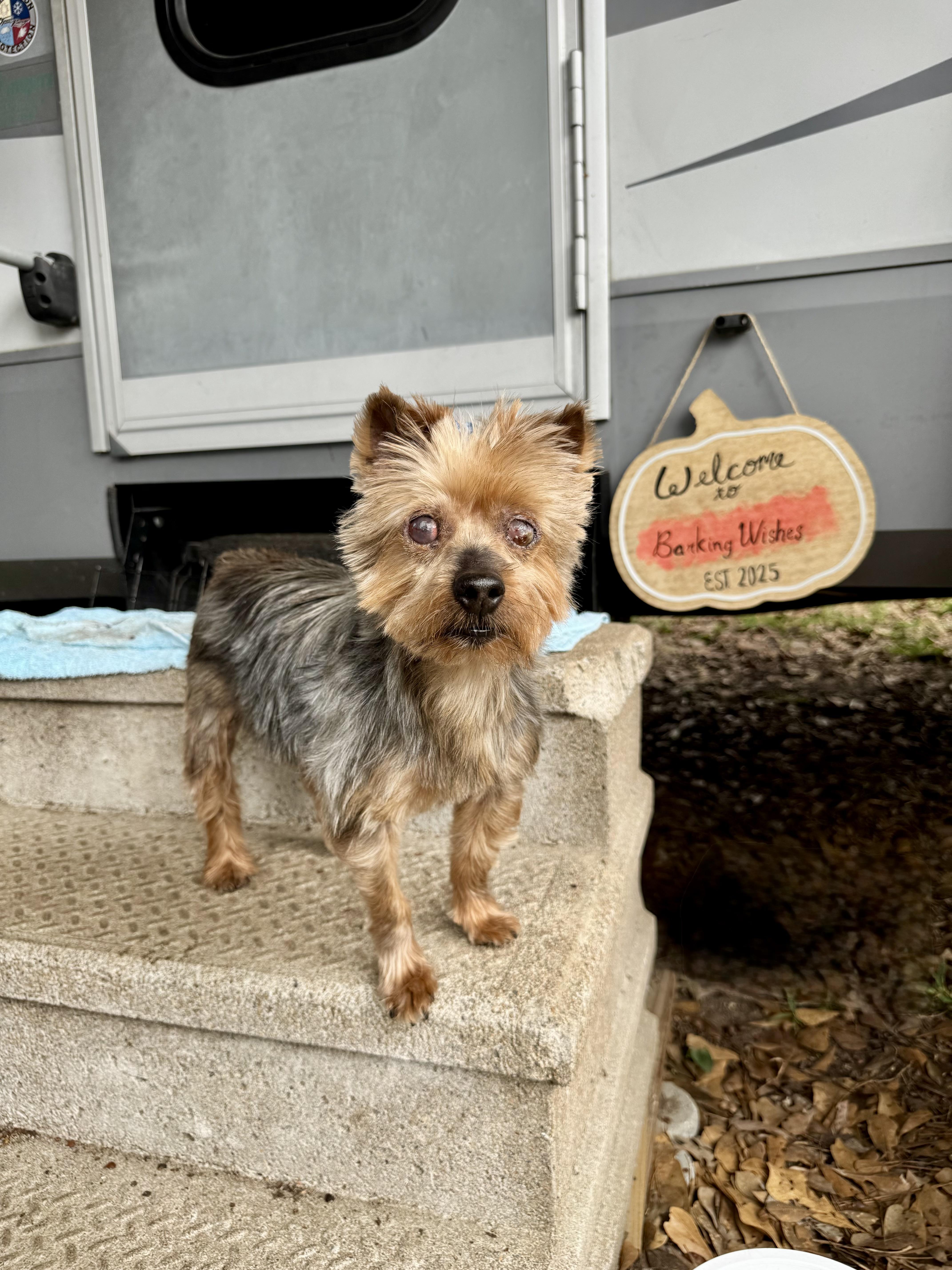 Enlarge Daisy, a ADOPTABLE Yorkshire Terrier in Baton Rouge, LA image 1/1