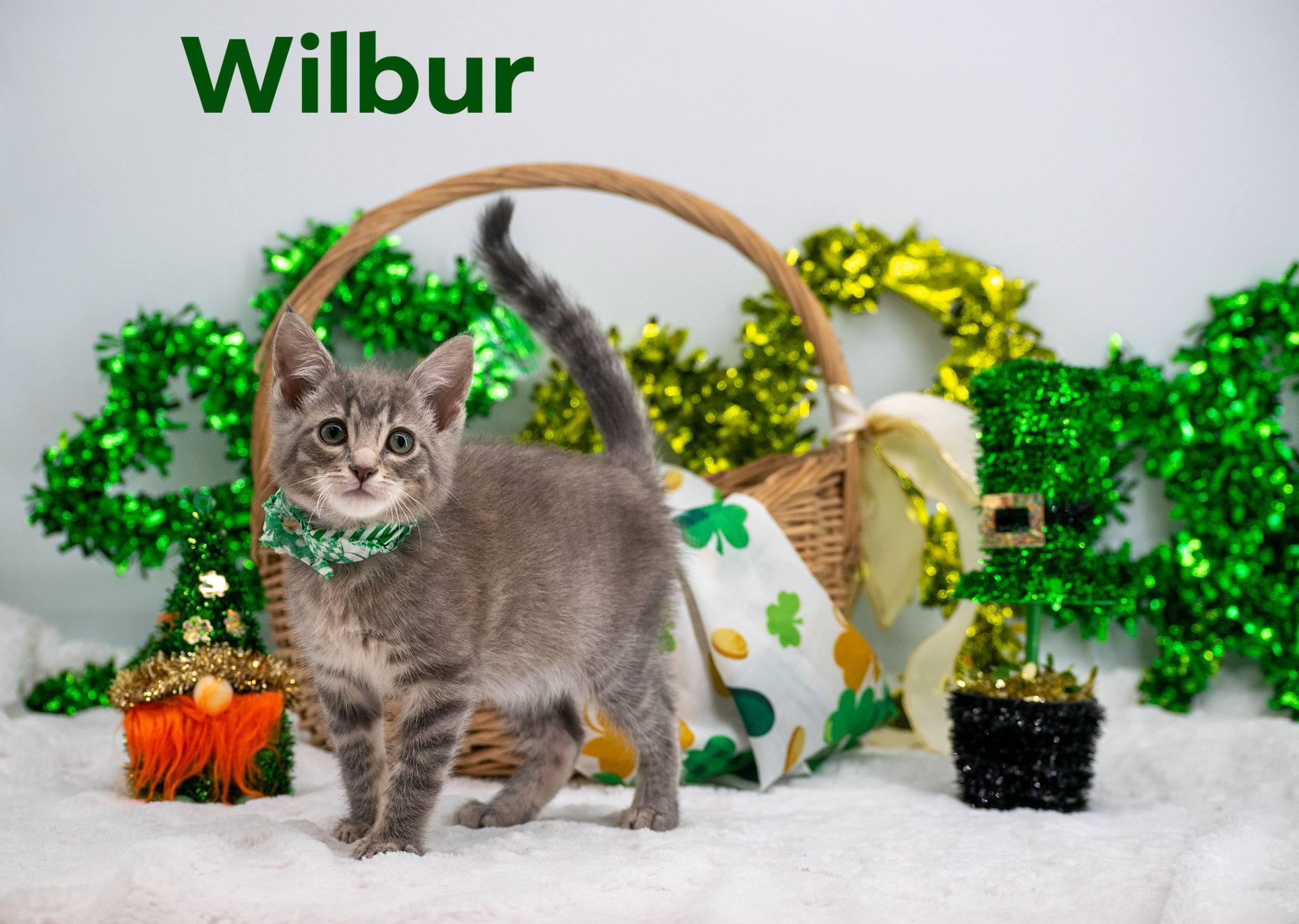 Wilbur, adopted, Kitten Male Domestic Short Hair.