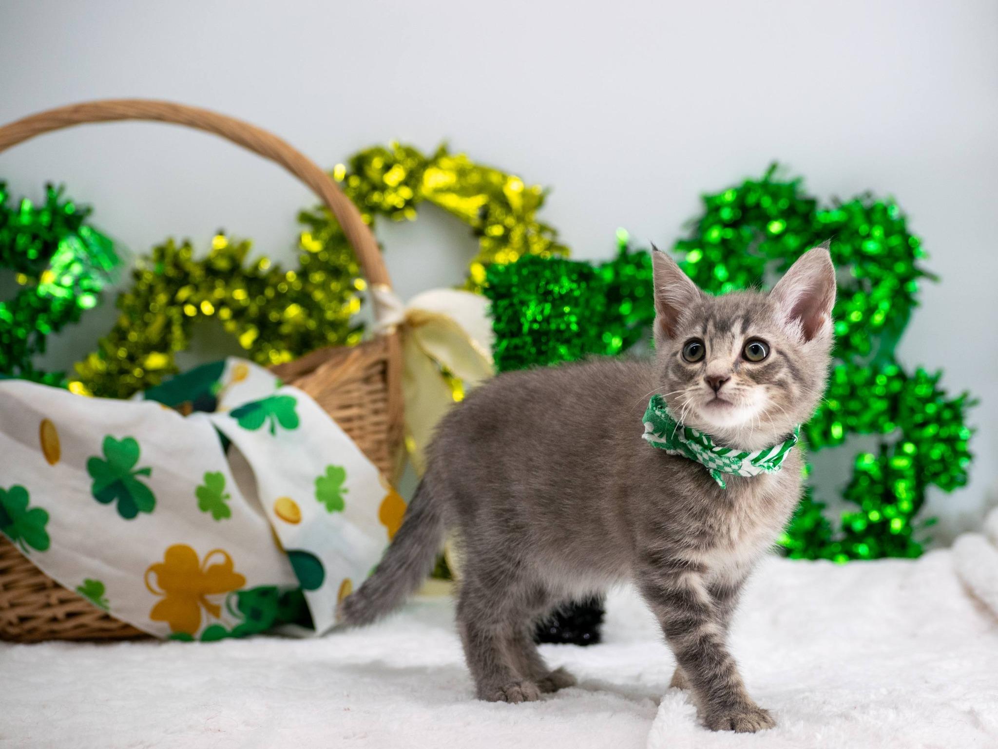 Enlarge Wilbur, an adopted Domestic Short Hair in Sevierville, TN image 5/5