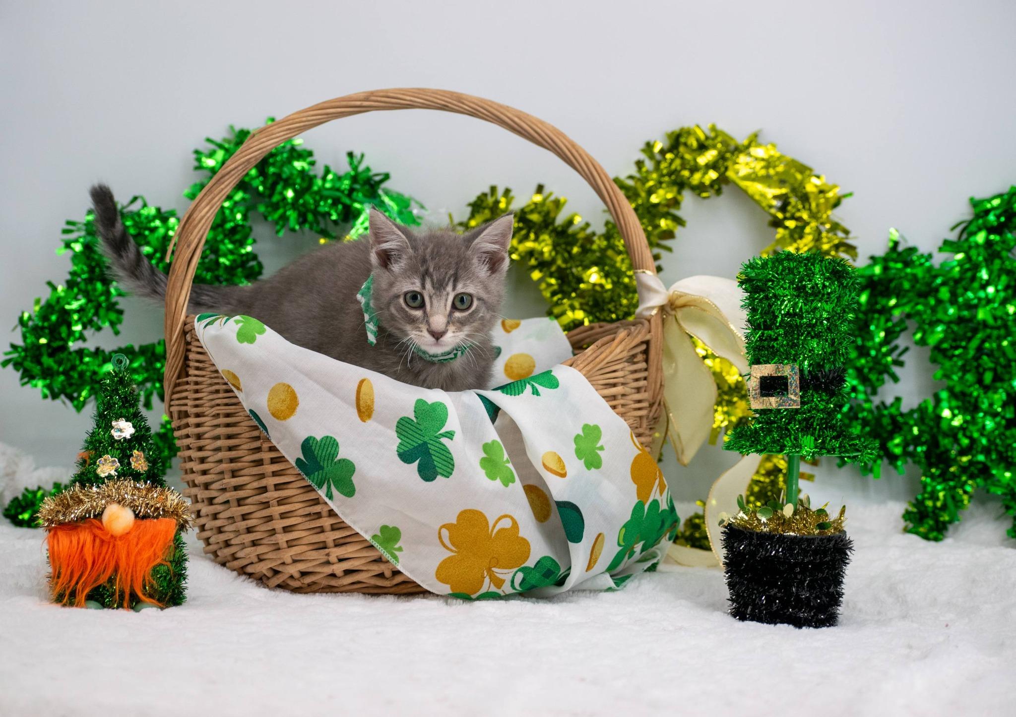 Enlarge Wilbur, an adopted Domestic Short Hair in Sevierville, TN image 2/5