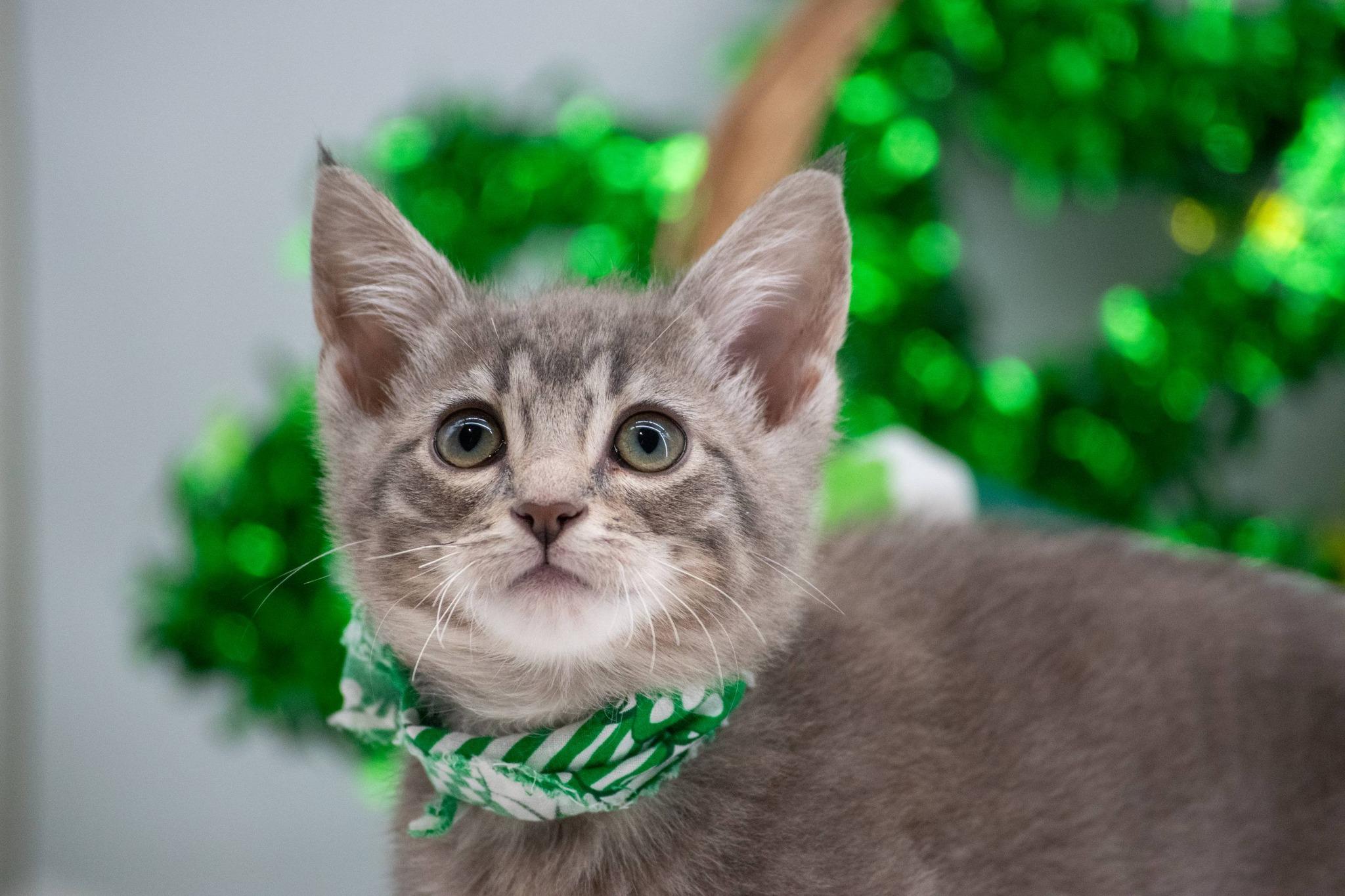 Enlarge Wilbur, an adopted Domestic Short Hair in Sevierville, TN image 3/5