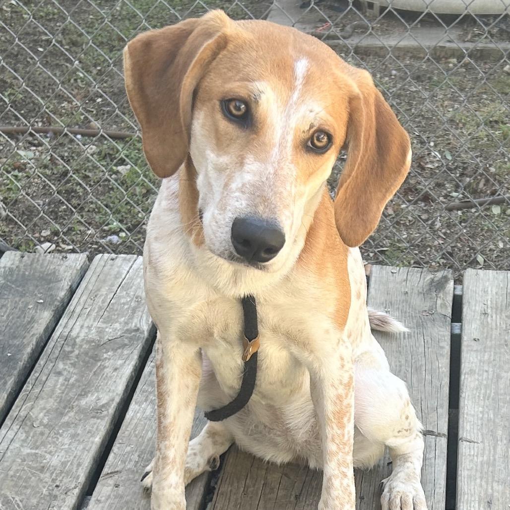 Carousel, Adoptable, Young Female Coonhound & Mixed Breed.