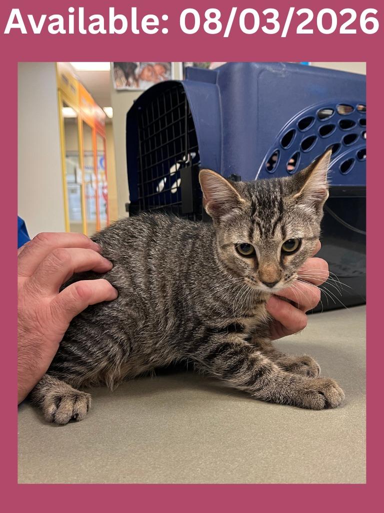Cat Condo #8, Adoptable, Kitten Female Domestic Short Hair.