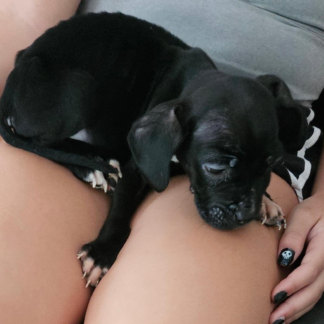 Amy, ADOPTABLE, Puppy Female Black Labrador Retriever.