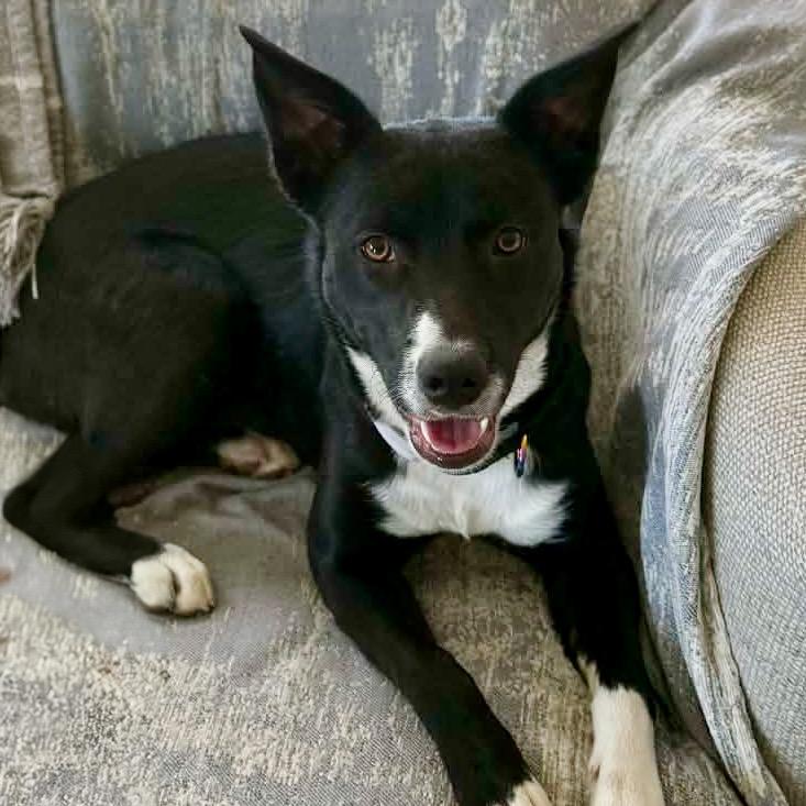 Enlarge Junie, a ADOPTABLE mixed breed in Mead, CO image 1/6