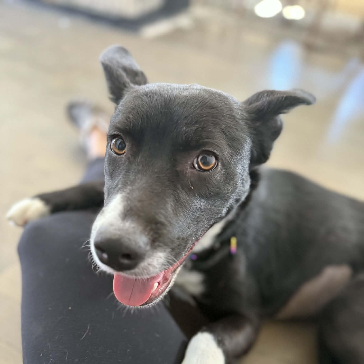 Enlarge Junie, a ADOPTABLE mixed breed in Mead, CO image 3/6