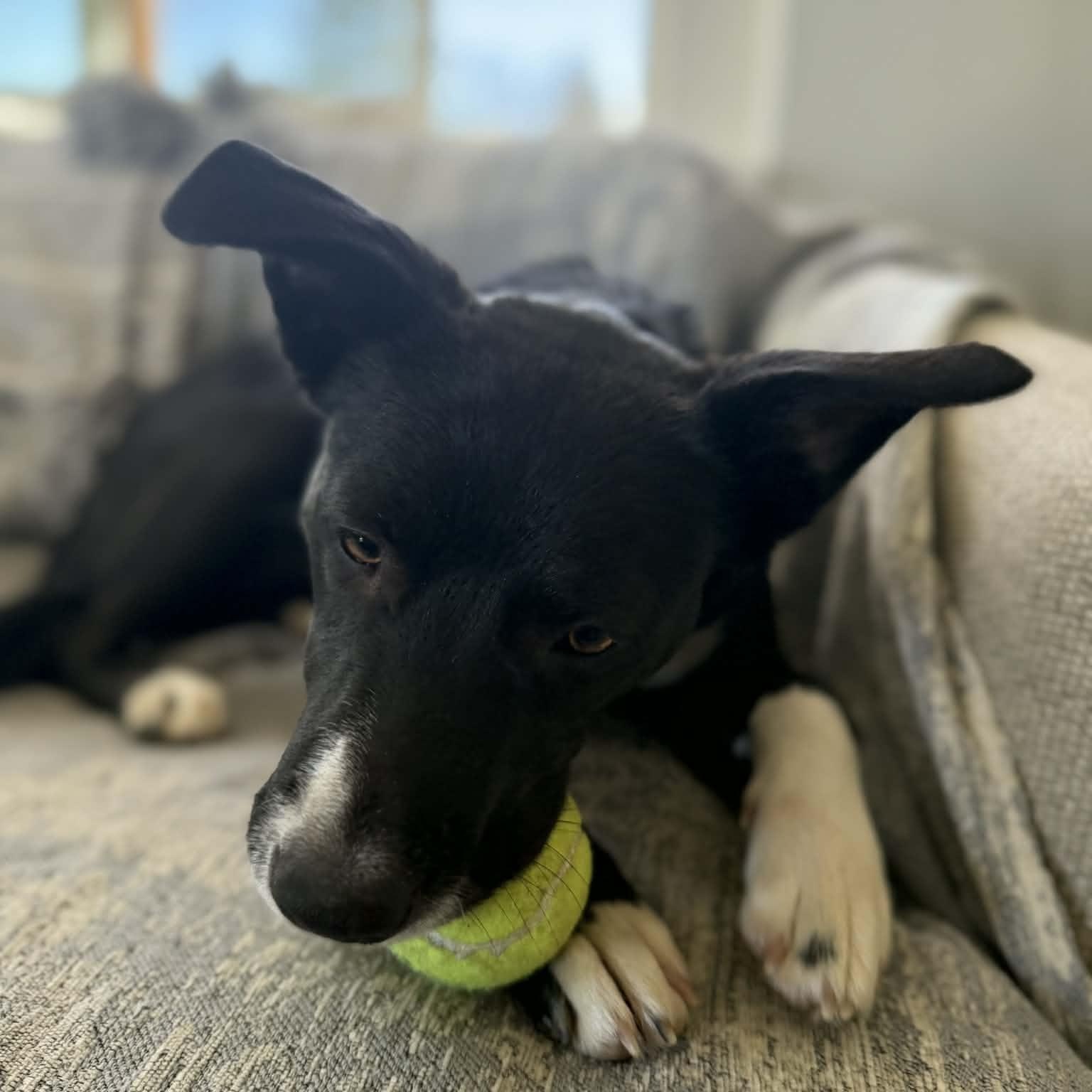 Enlarge Junie, a ADOPTABLE mixed breed in Mead, CO image 6/6