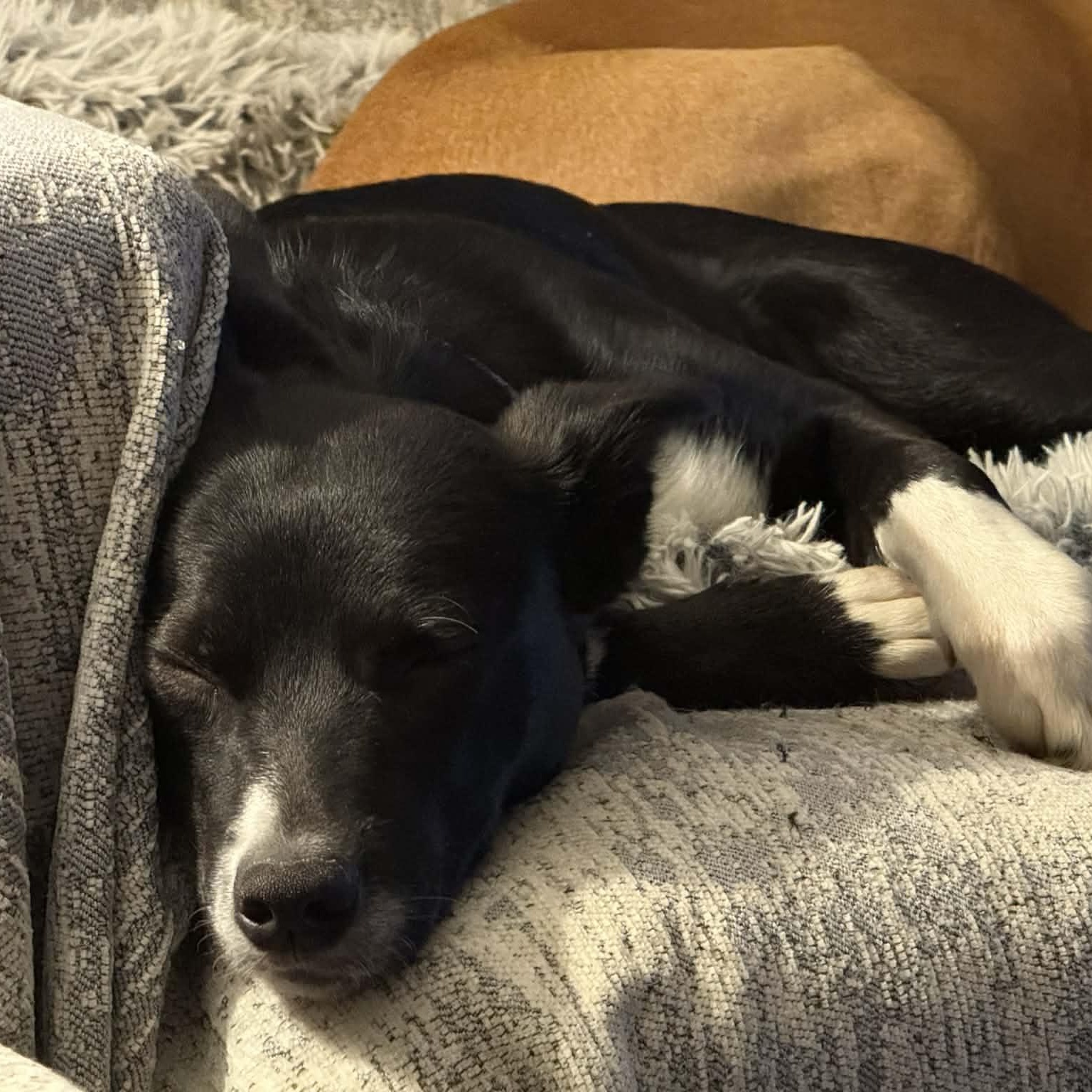 Enlarge Junie, a ADOPTABLE mixed breed in Mead, CO image 4/6