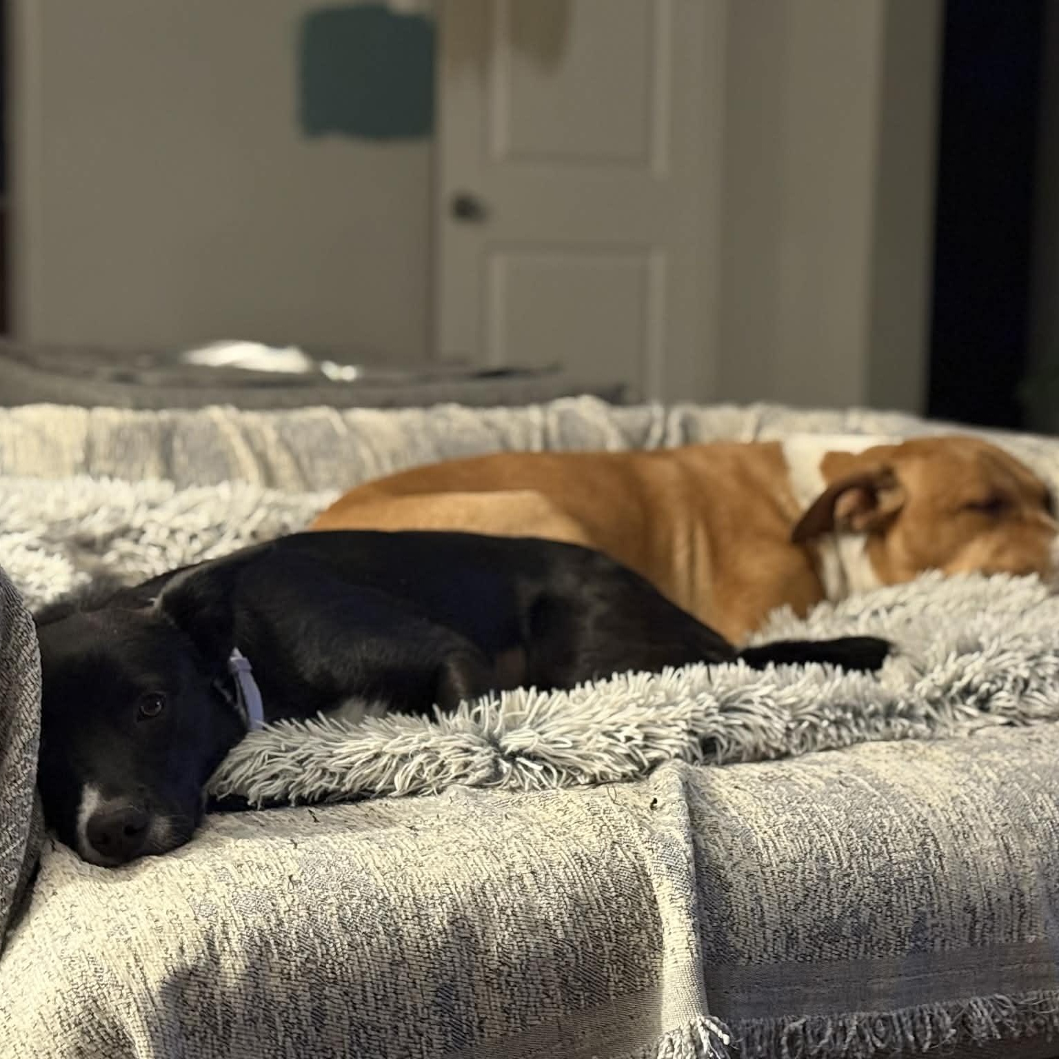 Enlarge Junie, a ADOPTABLE mixed breed in Mead, CO image 2/6