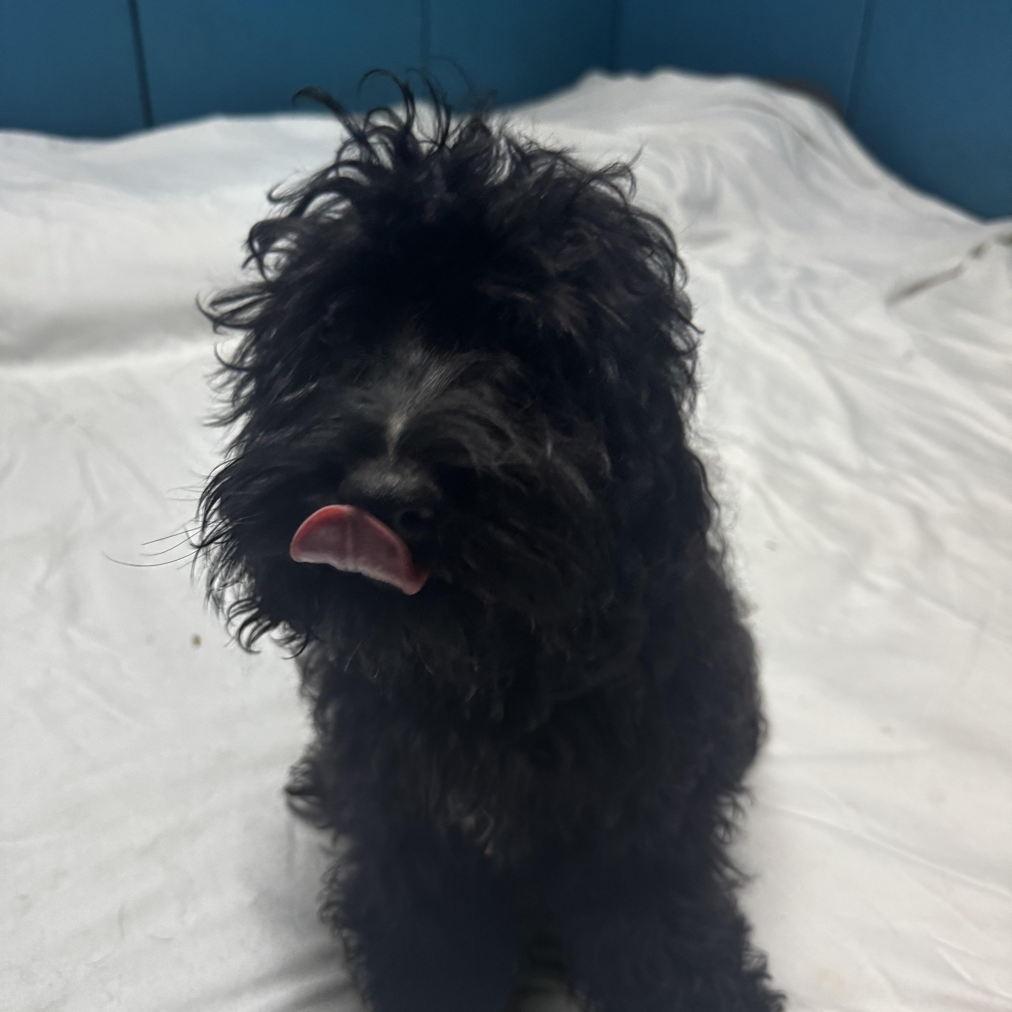 Tucker, an adoptable Cockapoo in Chesterfield, MO, 63017 | Photo Image 1