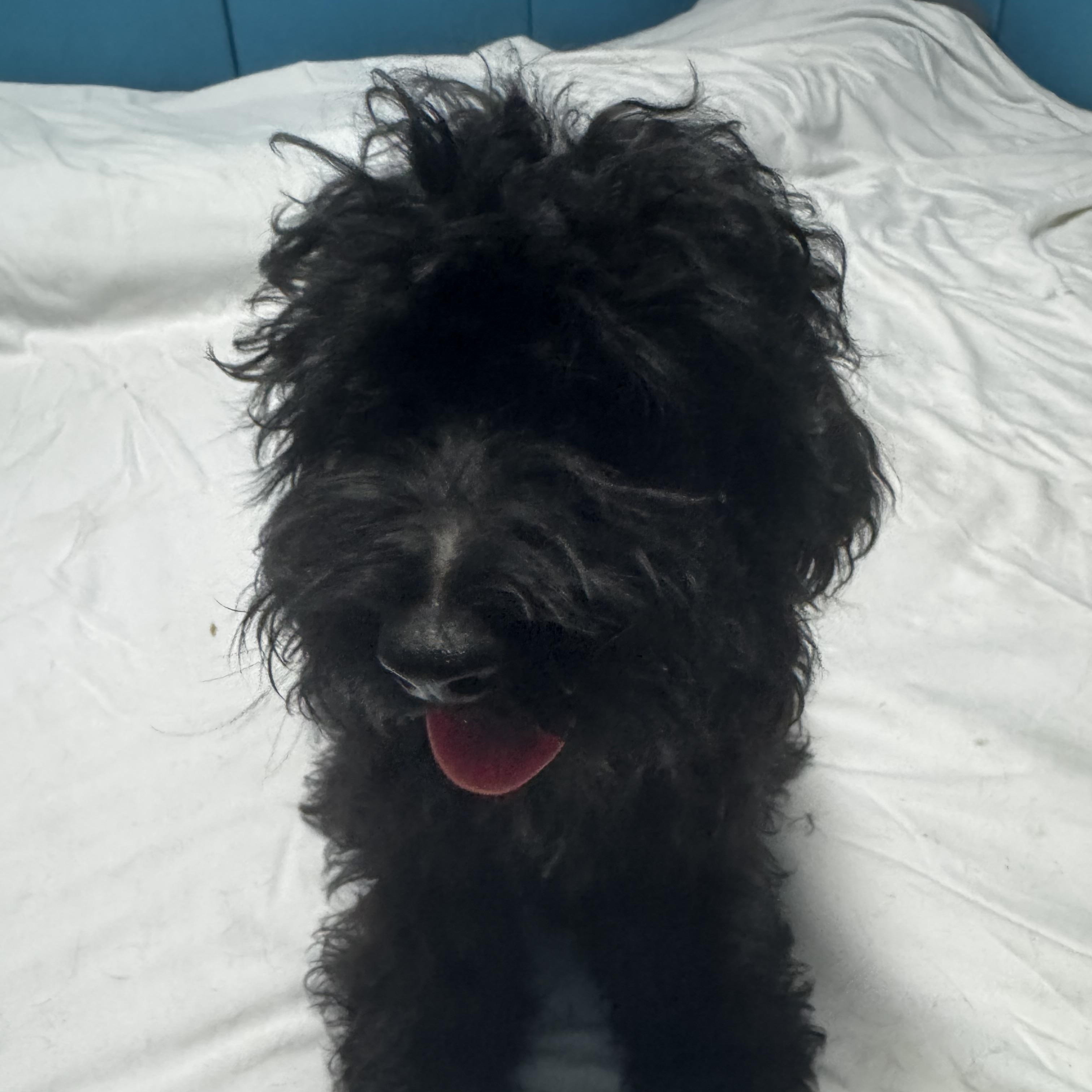 Tucker, an adoptable Cockapoo in Chesterfield, MO, 63017 | Photo Image 3