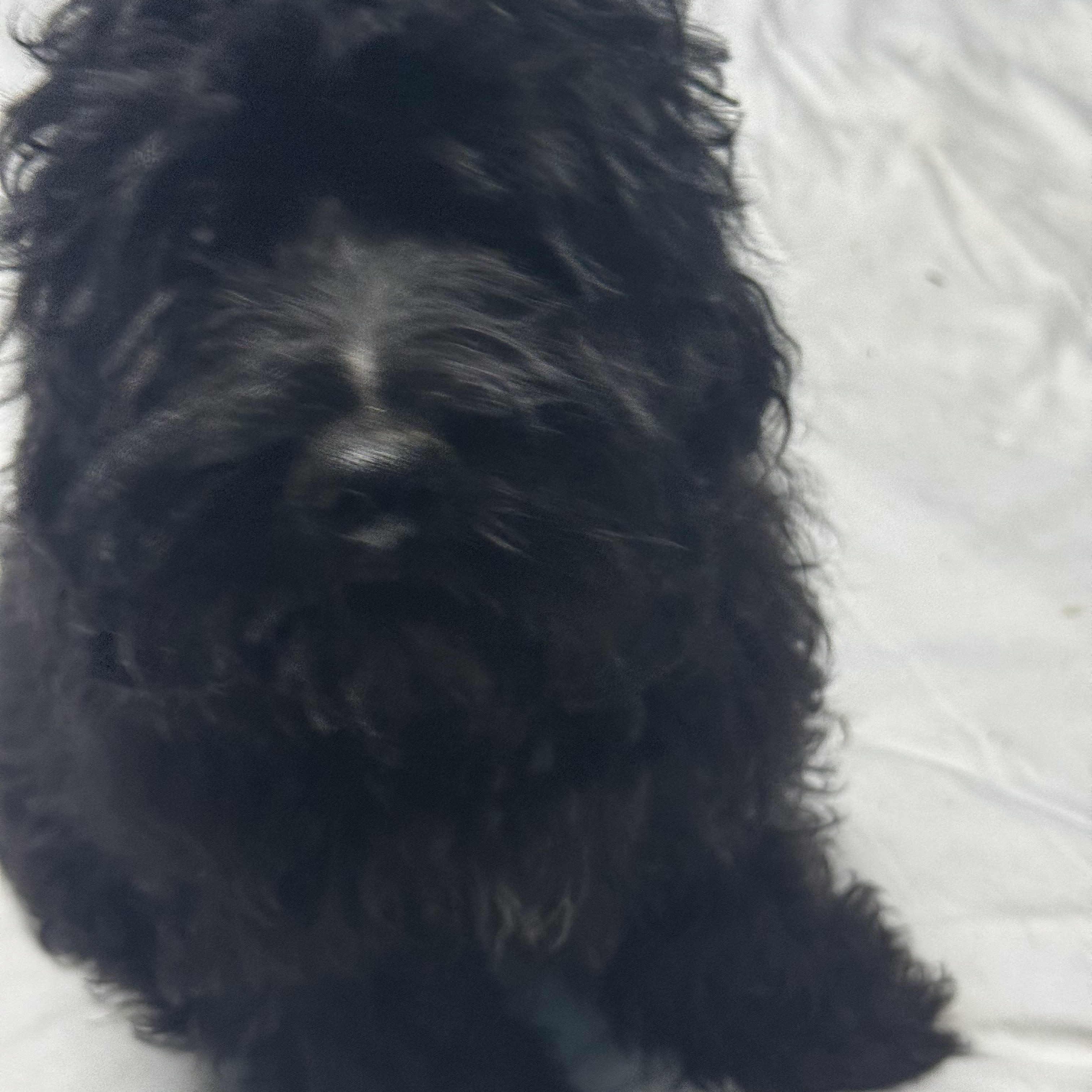 Tucker, an adoptable Cockapoo in Chesterfield, MO, 63017 | Photo Image 2