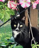 Raj and Penny, a Adoptable Domestic Short Hair in Cranbrook, BC image 4/5