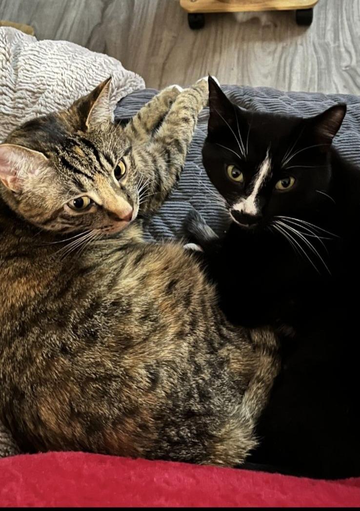 Raj and Penny, Adoptable, Adult Female Domestic Short Hair.