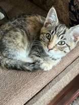 Raj and Penny, a Adoptable Domestic Short Hair in Cranbrook, BC image 5/5
