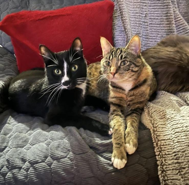 Raj and Penny, a Adoptable Domestic Short Hair in Cranbrook, BC image 2/2