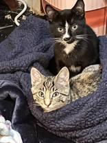 Raj and Penny, a Adoptable Domestic Short Hair in Cranbrook, BC image 2/5