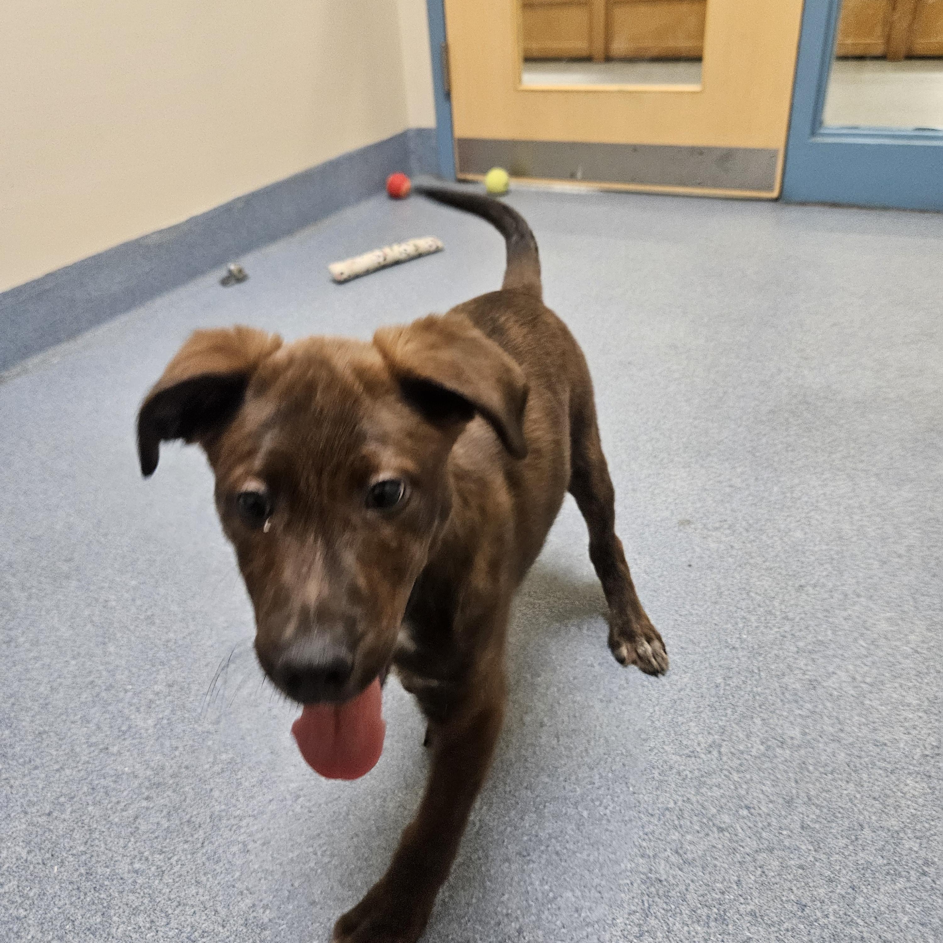 Enlarge Porter, an adopted mixed breed in Suffolk, VA image 3/3