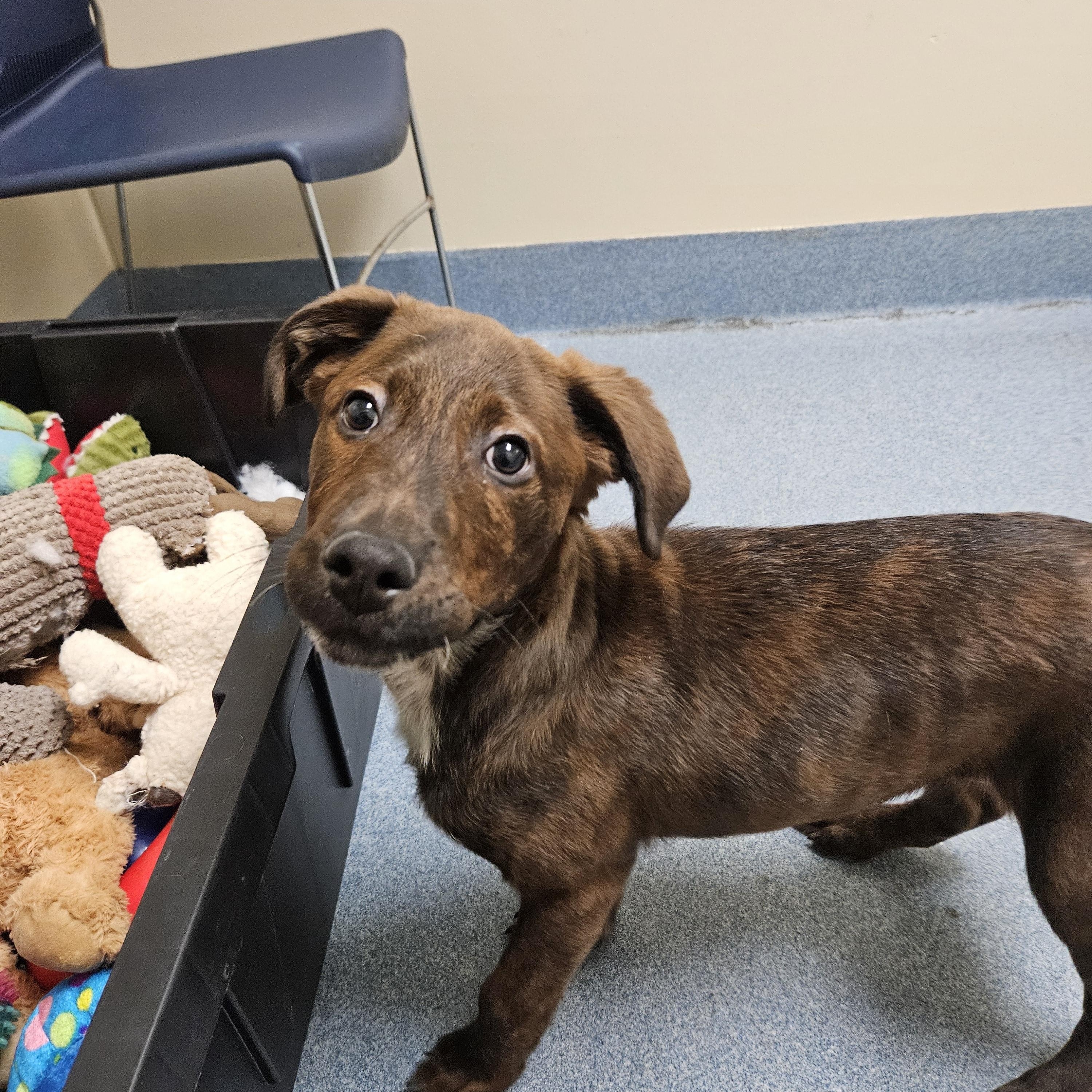 Enlarge Porter, an adopted mixed breed in Suffolk, VA image 1/3