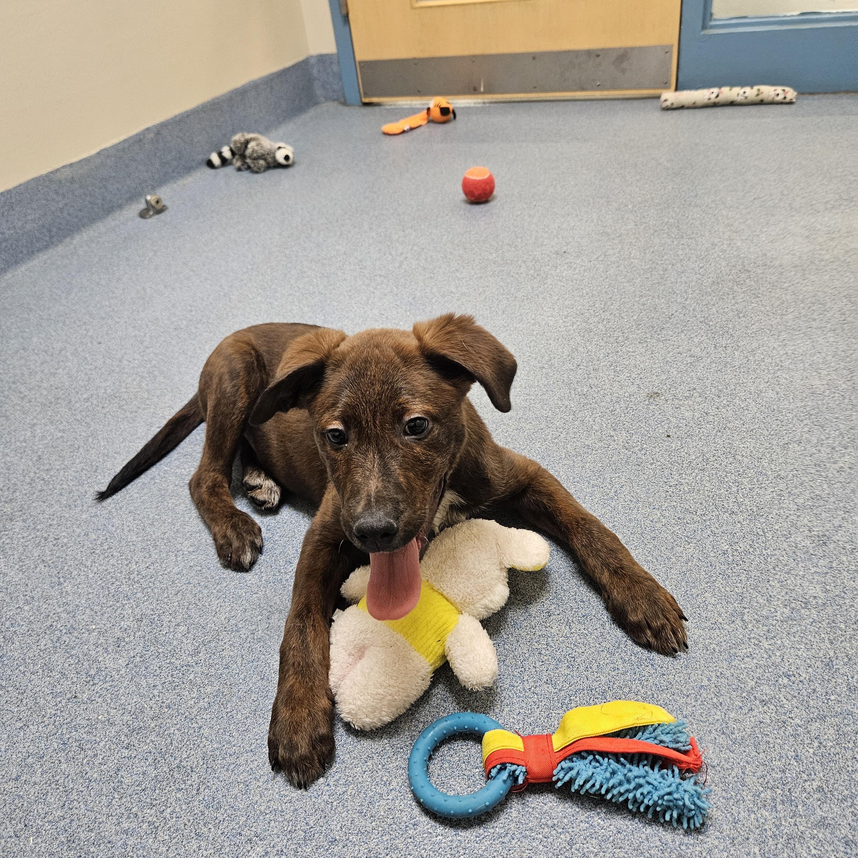 Enlarge Porter, an adopted mixed breed in Suffolk, VA image 2/3