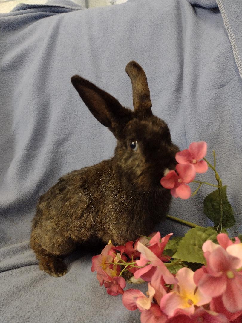 Starling, Adoptable, Young Female American.