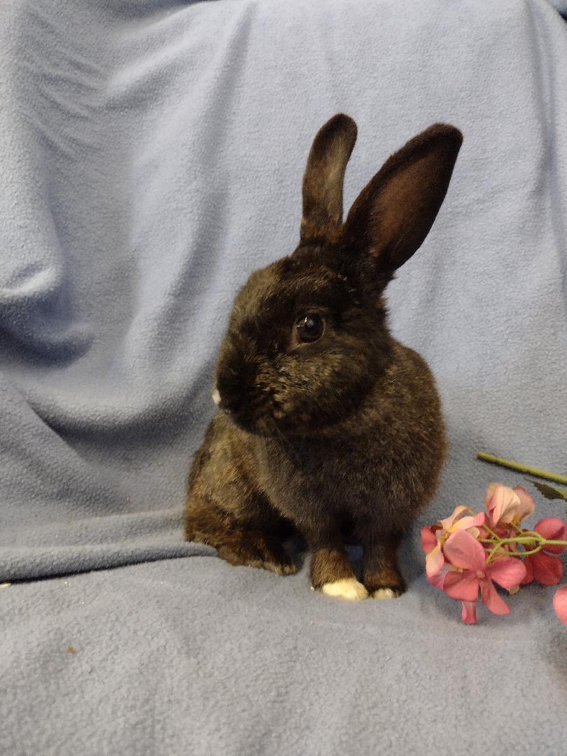 Enlarge Starling, a Adoptable American in Plymouth, MI image 2/3