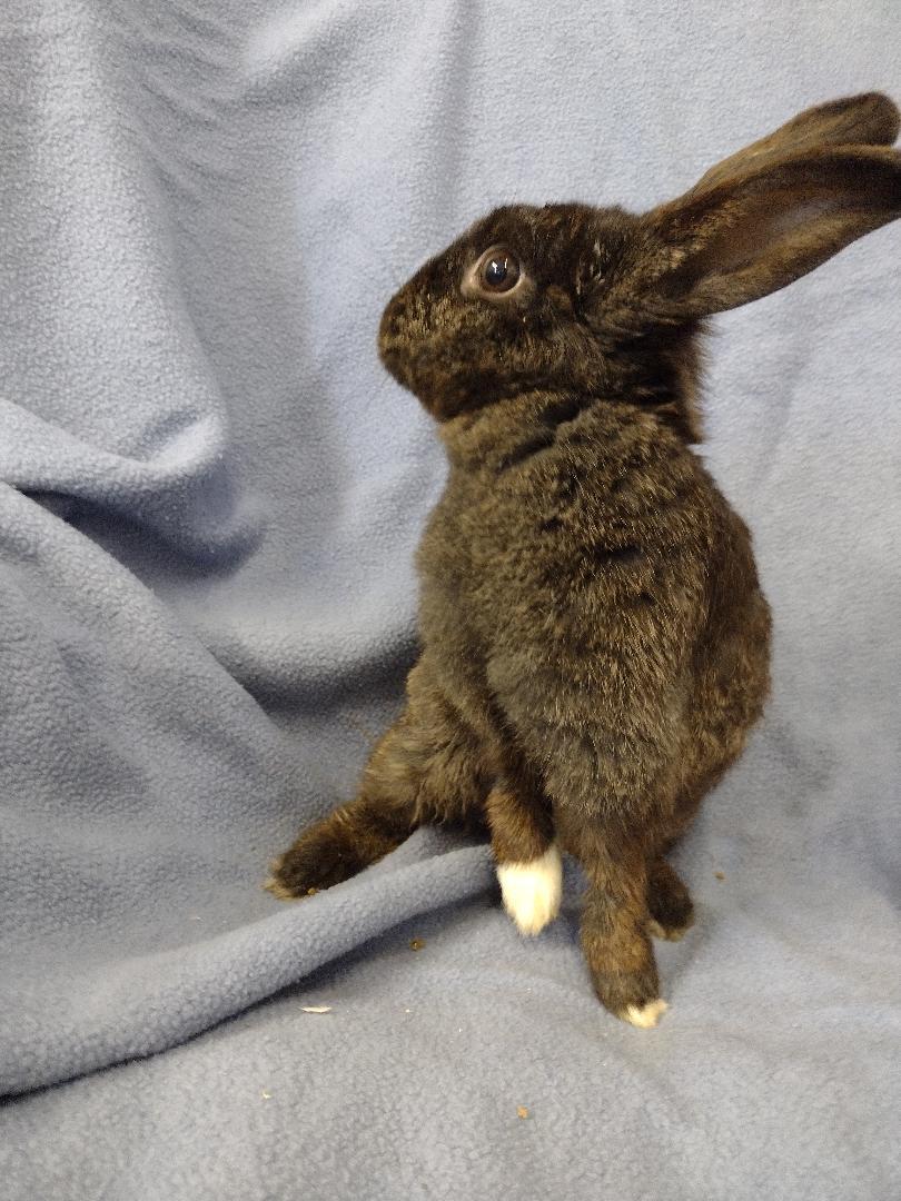 Enlarge Starling, a Adoptable American in Plymouth, MI image 3/3