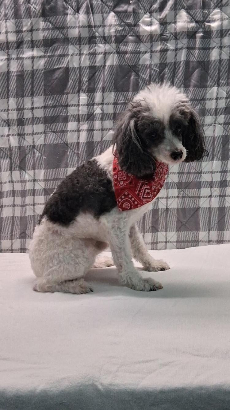 Enlarge Buddy , an adopted mixed breed in Medfield, MA image 2/2