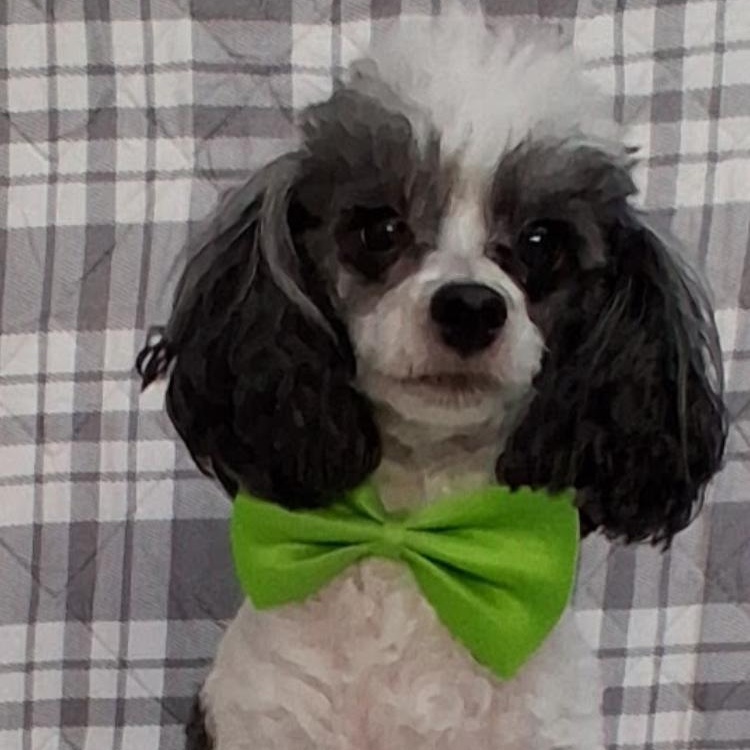 Enlarge Buddy , an adopted mixed breed in Medfield, MA image 1/2