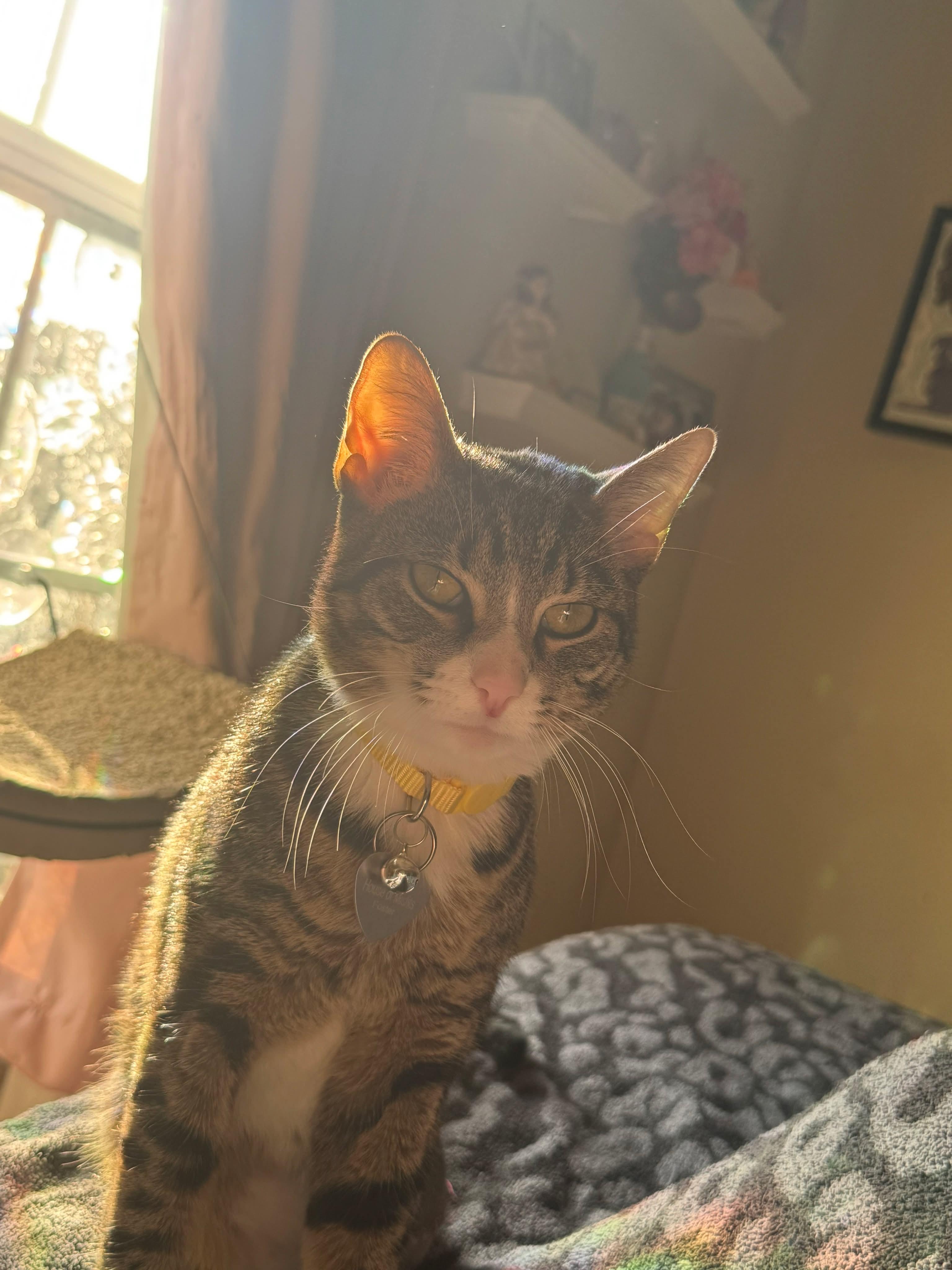 Enlarge Chevy, a ADOPTABLE Domestic Short Hair in Manchester, MD image 2/2