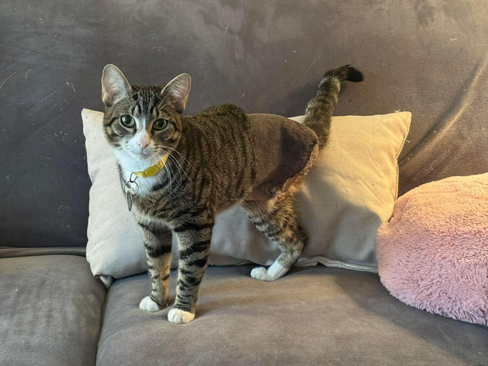 Chevy, ADOPTABLE, Young Male Domestic Short Hair.