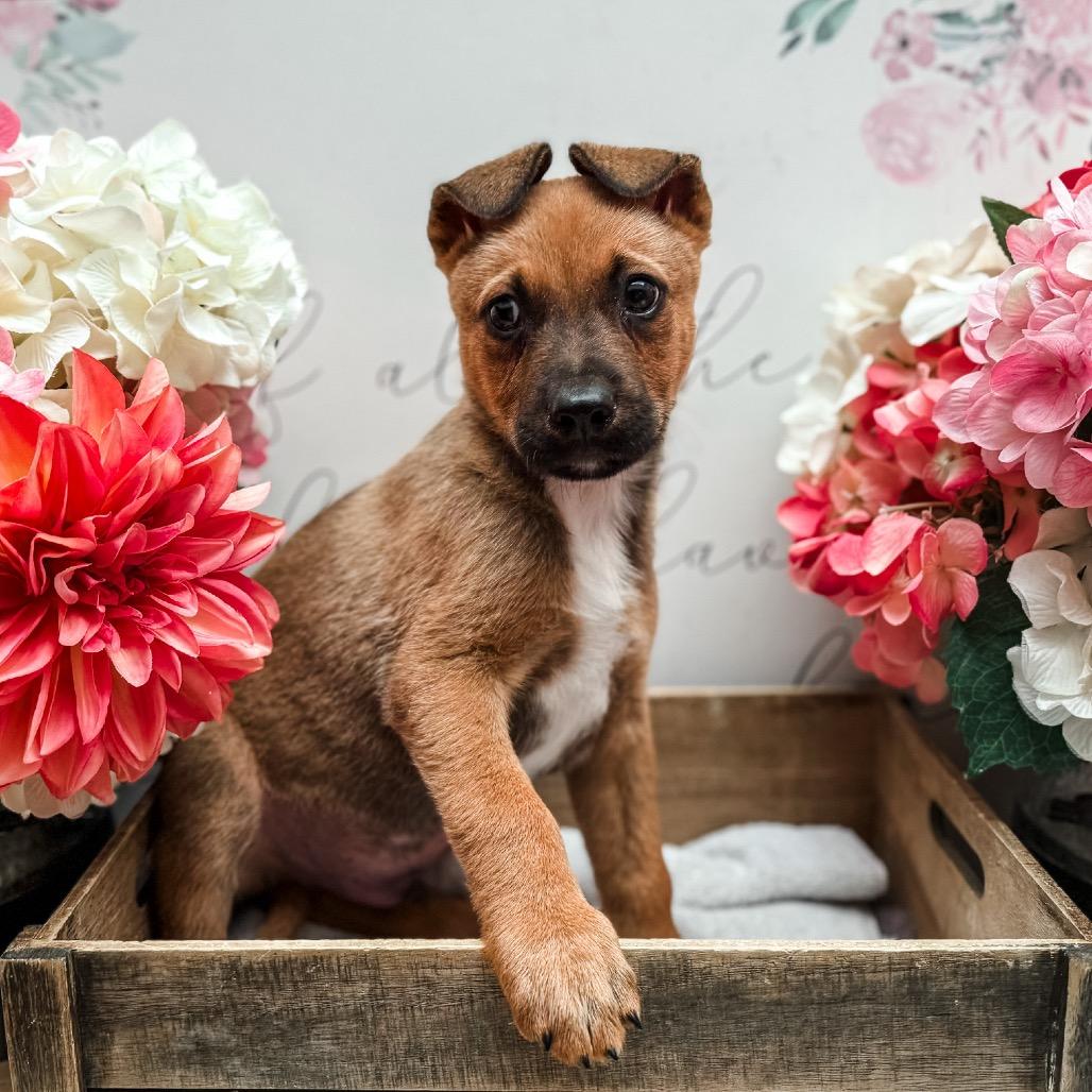 Charming, Adoptable, Puppy Male Terrier.