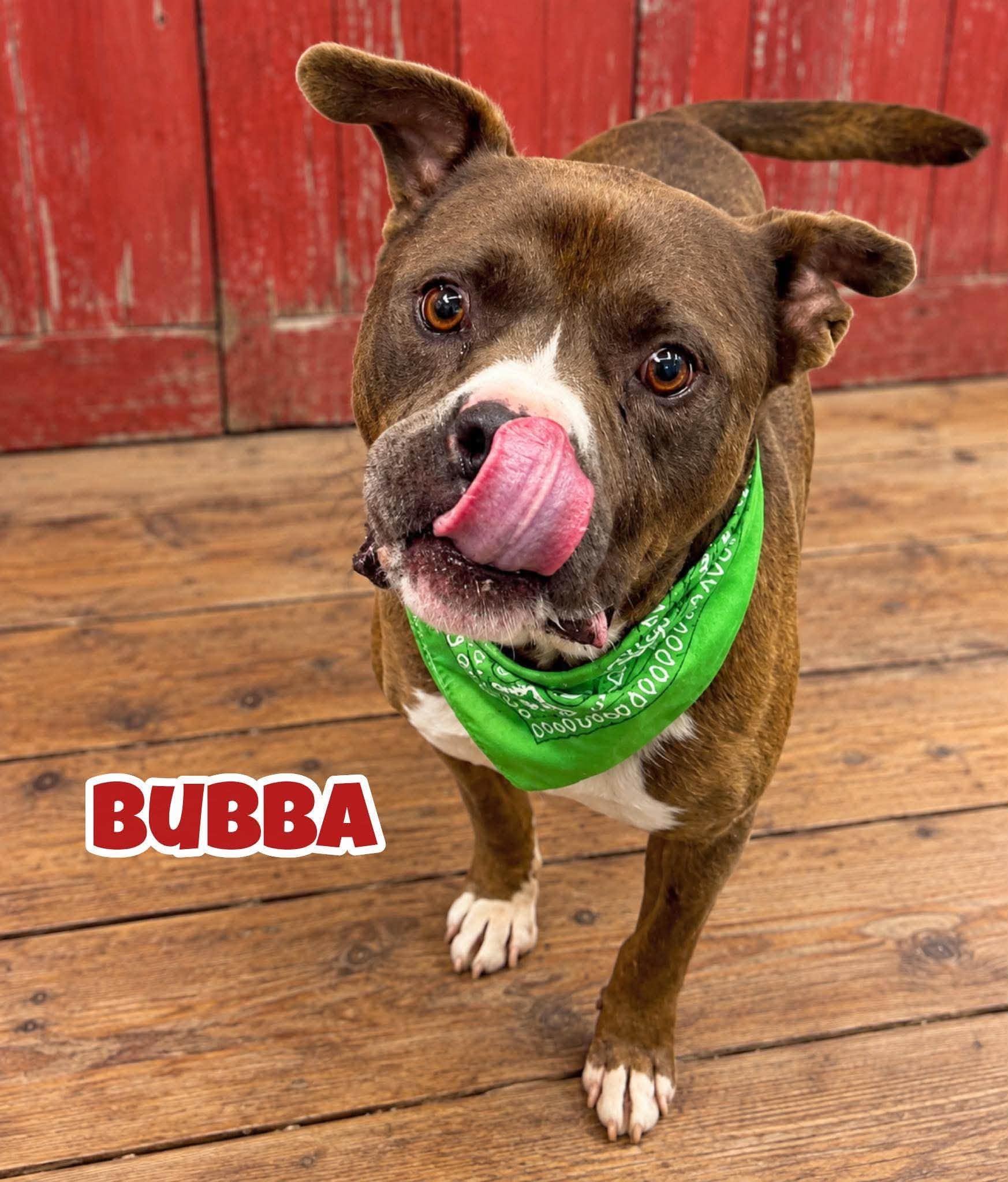 Bubba, Adoptable, Adult Male Mixed Breed.