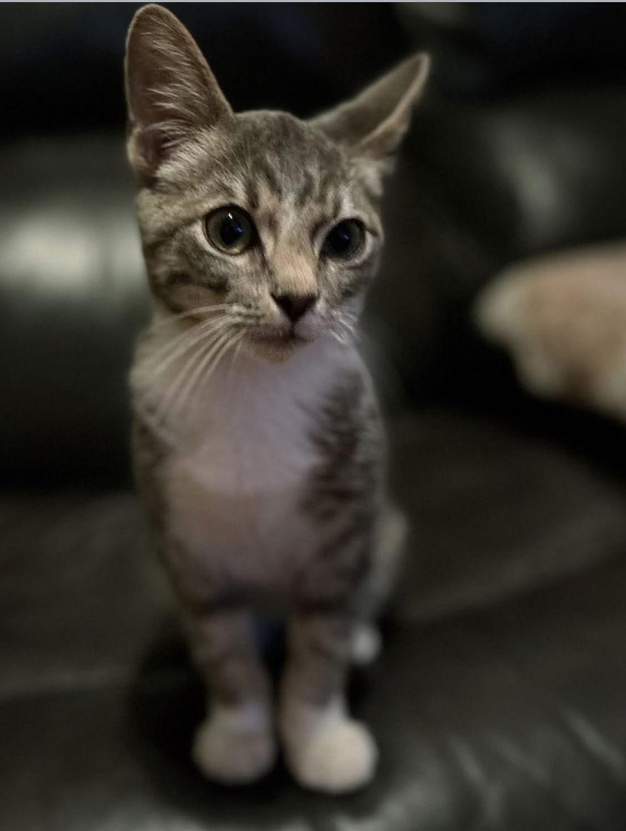 Chit Wilson, a Adopted mixed breed in O'Fallon, MO image 1/3