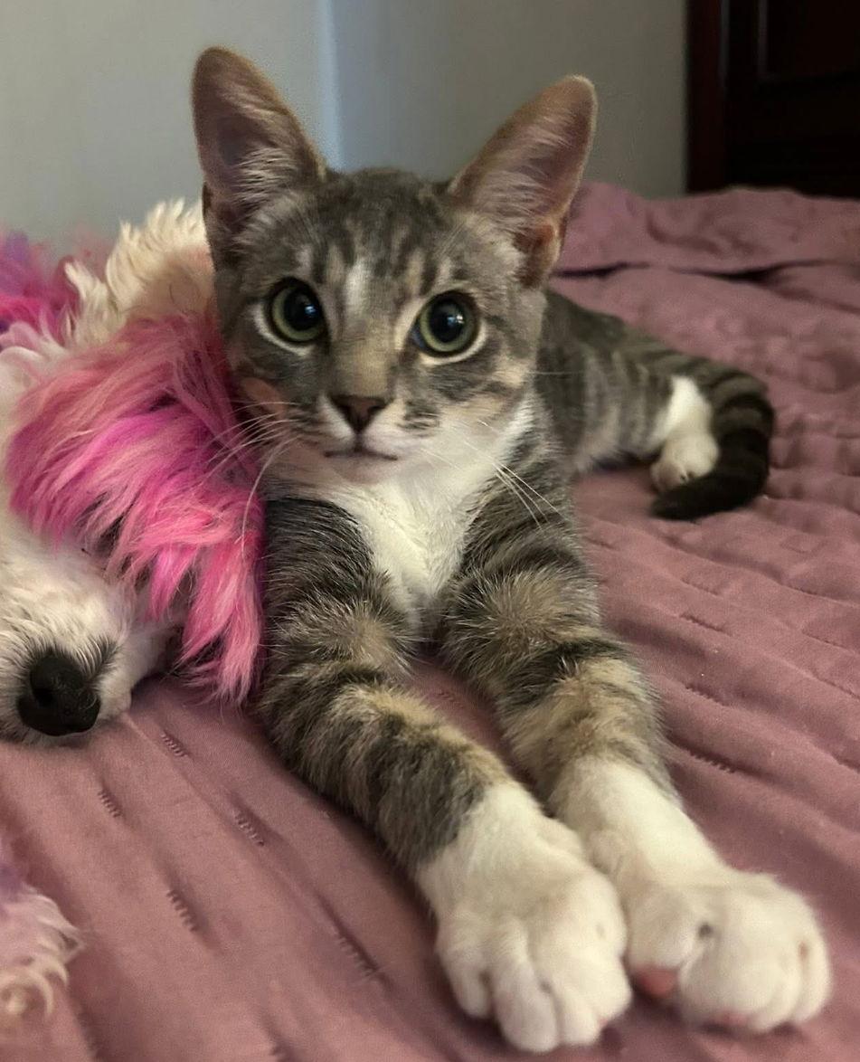 Chit Wilson, a Adopted mixed breed in O'Fallon, MO image 2/3