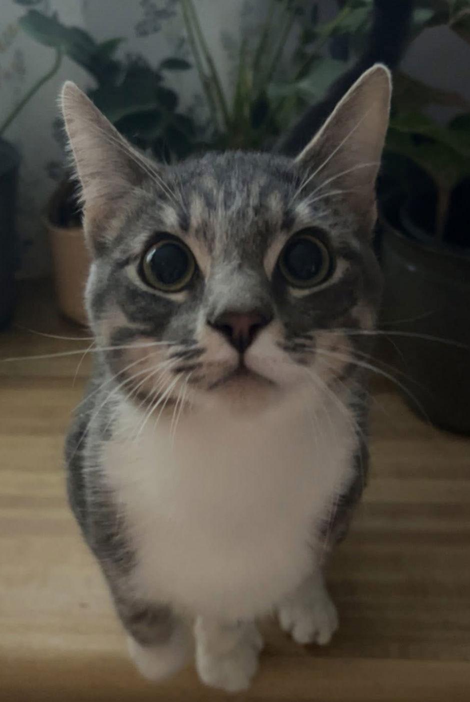 Chit Wilson, a Adopted mixed breed in O'Fallon, MO image 3/3