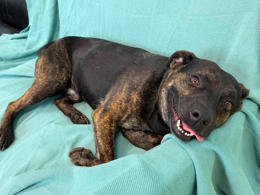 Moose, Adoptable, Young Male Mixed Breed.