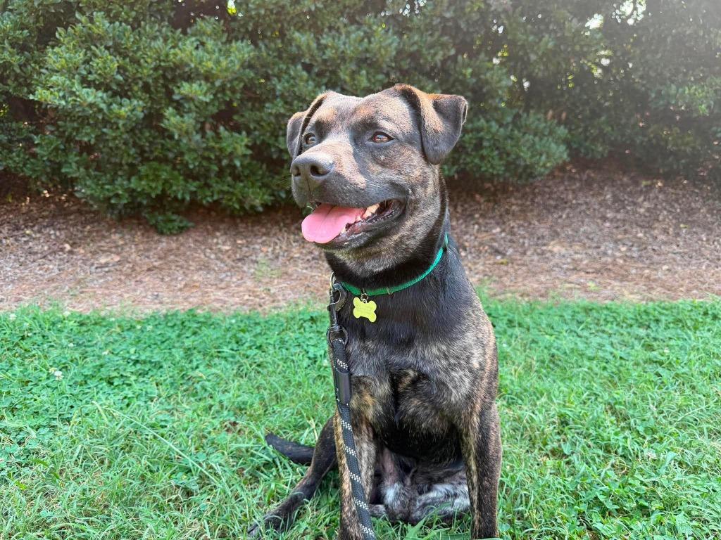 Moose, a Adoptable mixed breed in Raleigh, NC image 2/6