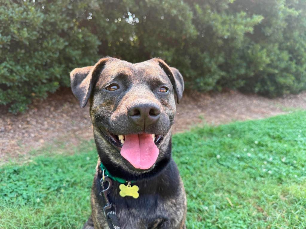 Moose, a Adoptable mixed breed in Raleigh, NC image 4/6