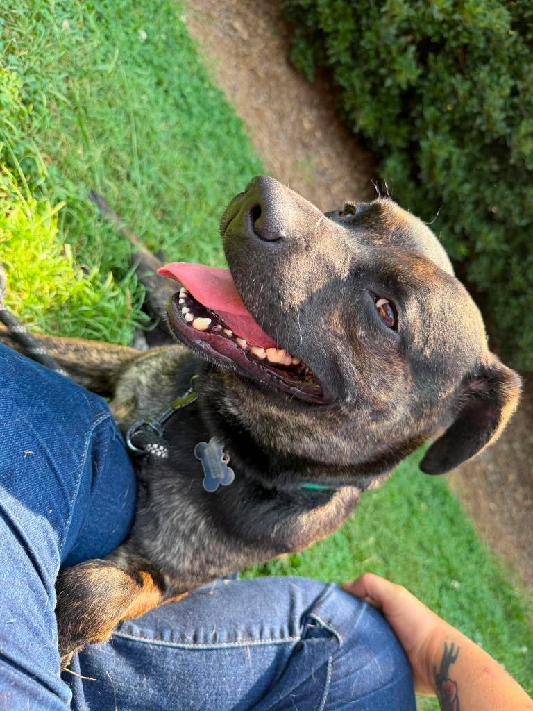 Moose, a Adoptable mixed breed in Raleigh, NC image 5/6